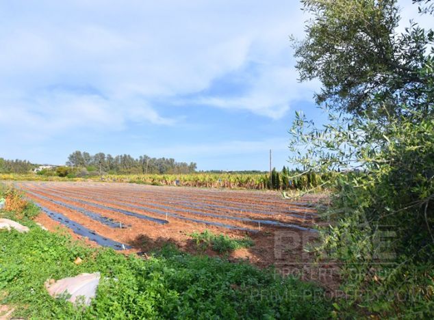Ziemia w rejonie Paphos (Kissonerga) na sprzedaż