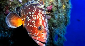 Morze Cypr - zakup nieruchomości