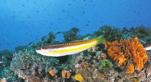 Wakacja Cypr - wyszukiwanie ofert nieruchomości na Cyprze